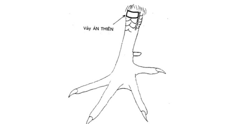 Vảy Gà Án Thiên